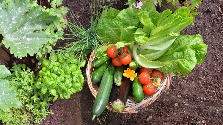 A basket of fresh vegetables lies in the garden next to plants of basil and lettuce. 
