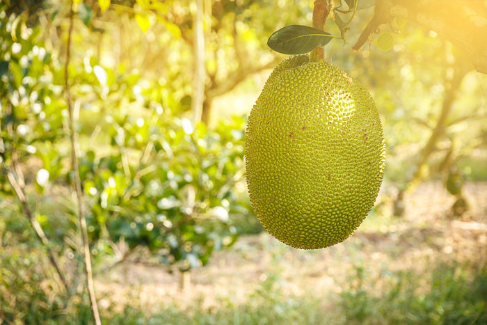 giant green jackfruit